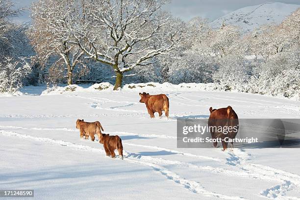 highland cattle - baby cow snow stock pictures, royalty-free photos & images