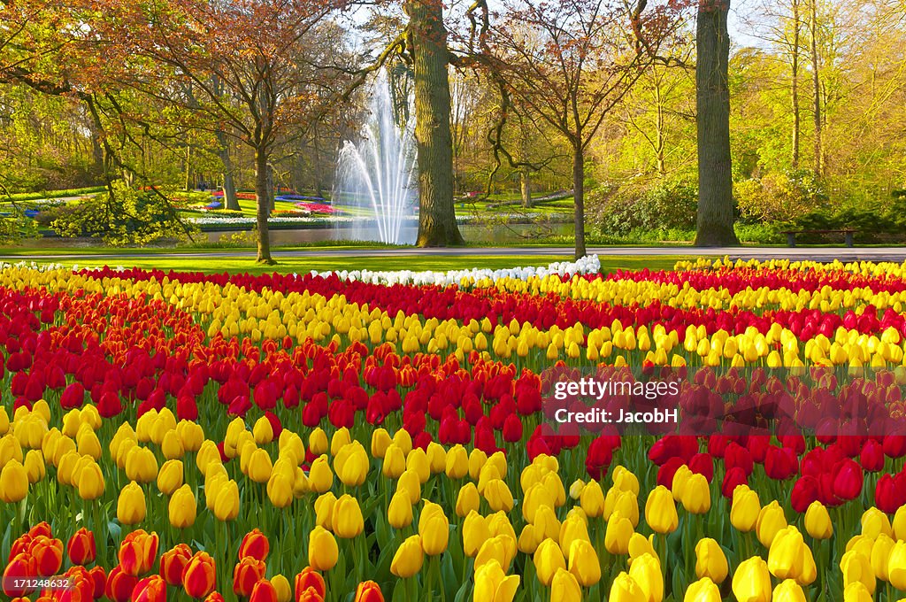 Spring Flowers in a Park