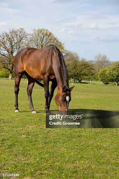 bay horse grazing - paddock stock pictures, royalty-free photos & images