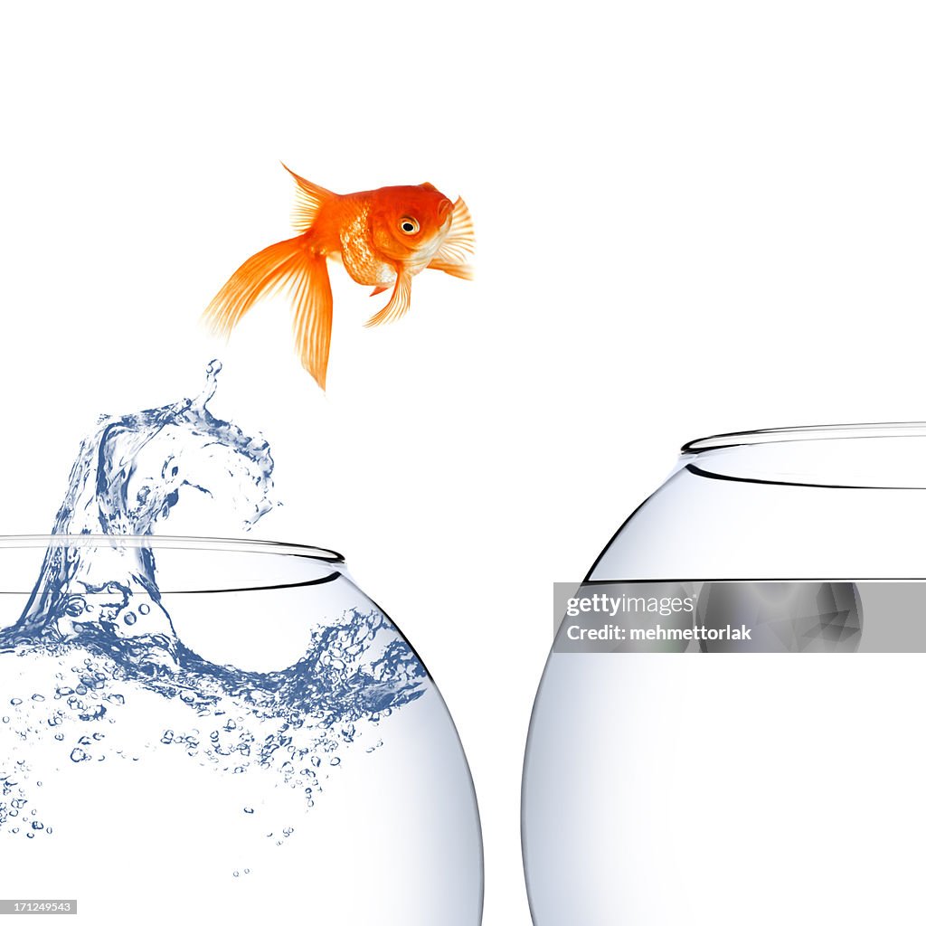 Goldfish jumping out of the water