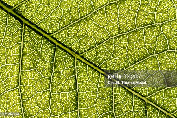 leaf veins macro series - macro leaf stock pictures, royalty-free photos & images