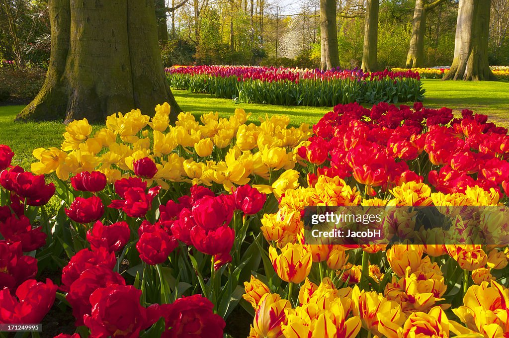 Spring Flowers in a Park