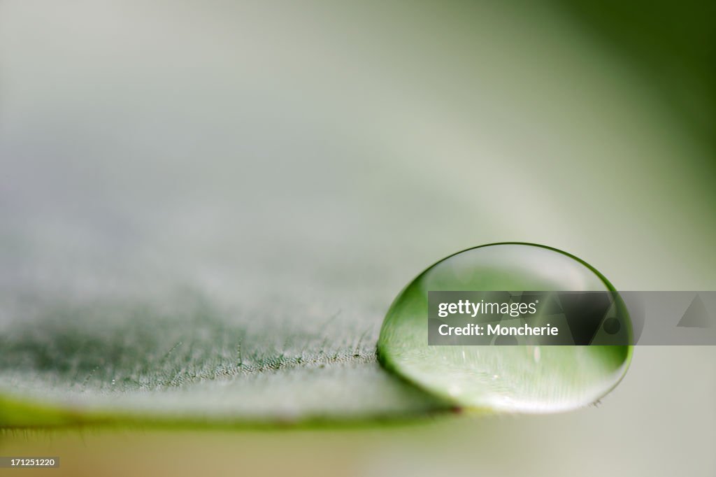 Water drop on a leaf