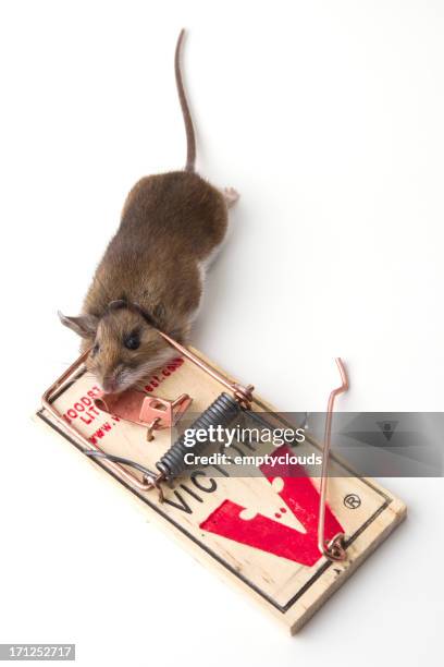 mouse trap - white footed mouse stock pictures, royalty-free photos & images