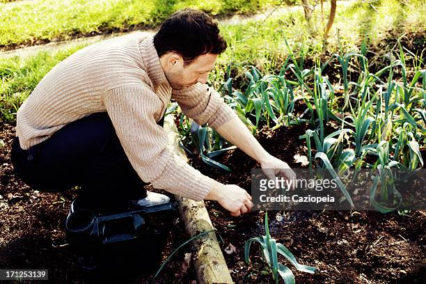man harvesting leeks - february garden stock pictures, royalty-free photos & images