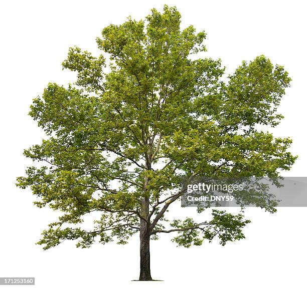 sycamore tree - maple tree stock pictures, royalty-free photos & images