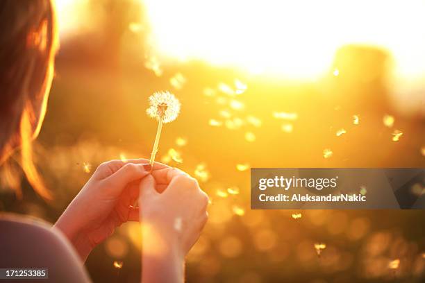 young woman playfully blowing a dandelion - paardenbloem stockfoto's en -beelden
