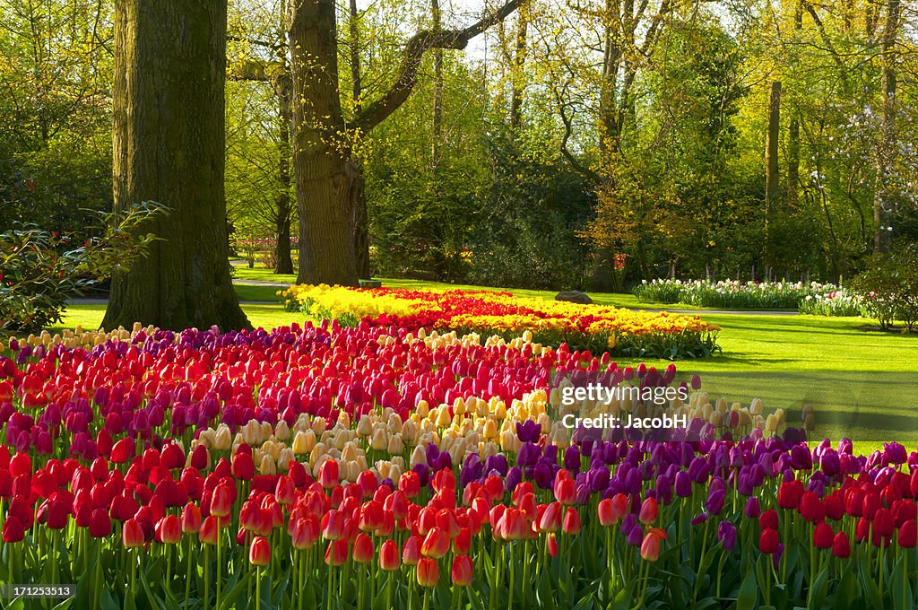 Spring Flowers in a Park