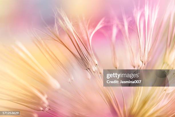 dandelion seed - purple skirt bildbanksfoton och bilder