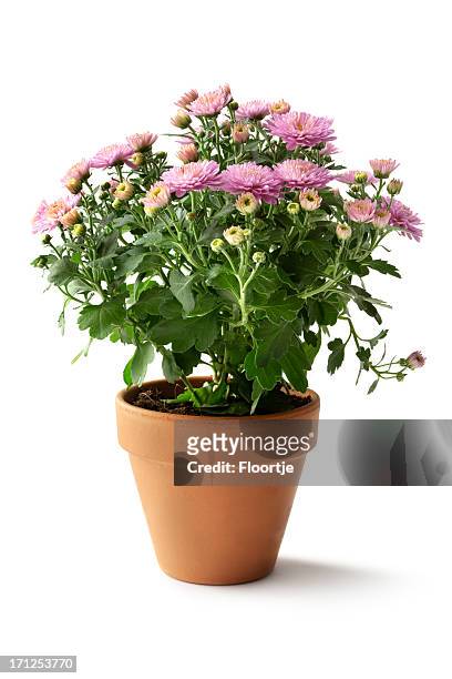 garten: blumen - flower pot stock-fotos und bilder
