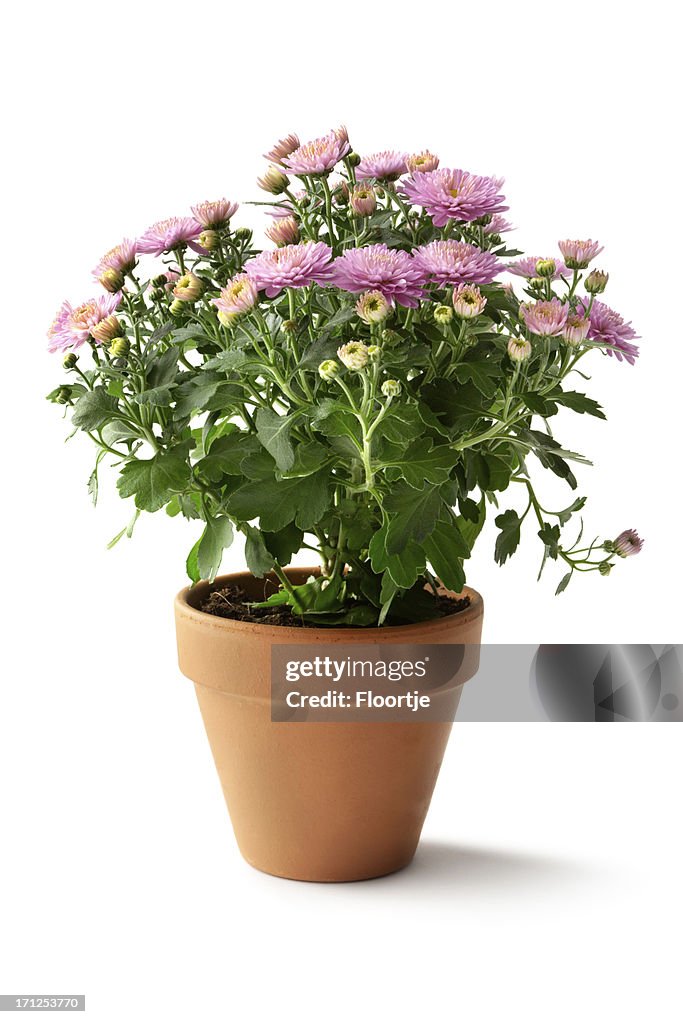 Gardening: Flowers
