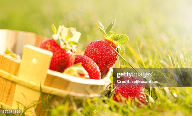 Bushel Visual 64 Summer Bushel Stock Photos, High-Res Pictures, and Images - Getty Images