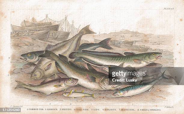 salt water fish old lithographic print from 1852 - pacific cod stock illustrations