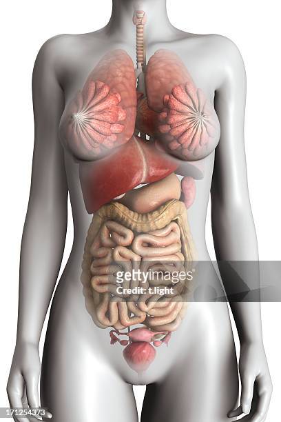 female anatomy model - female body parts stock pictures, royalty-free photos & images