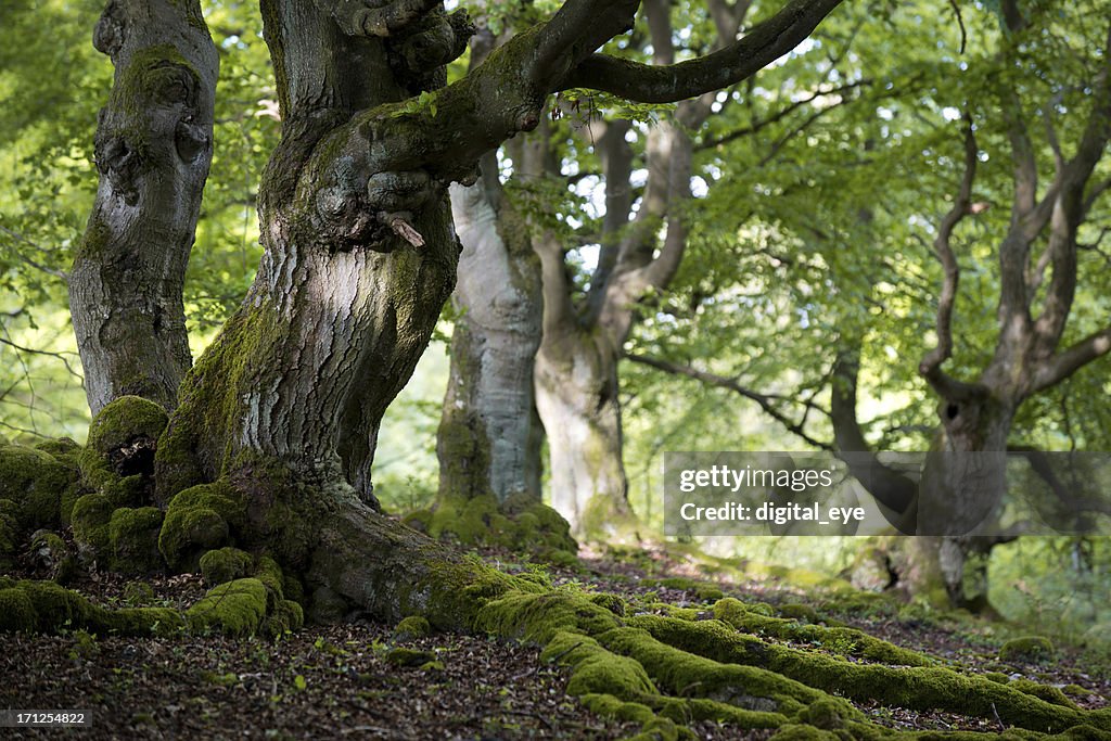 Old beech forest in spring