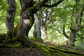 old beech forest in spring