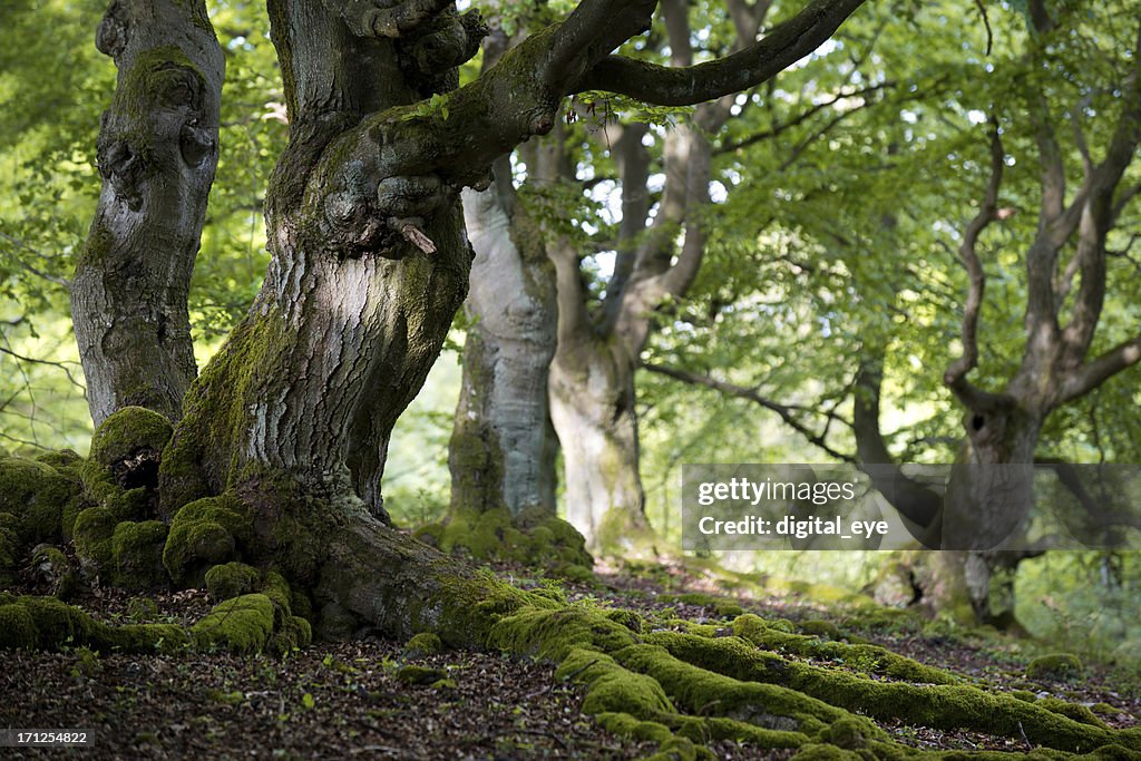 Old beech forest in spring