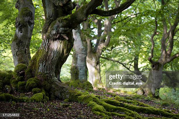 old beech forest in spring - trunk bildbanksfoton och bilder