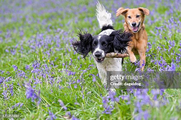 two dogs frolicking, one with a stick in its mouth - midlands england bildbanksfoton och bilder