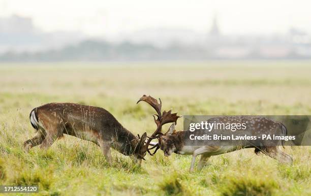 Two fallow bucks lock antlers during rutting season in Dublin's Phoenix park on an autumn morning. Picture date: Sunday October 8, 2023.