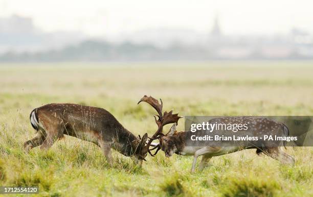 Deer Rucking 6,789 Rutting Season Stock Photos, High-Res Pictures, and Images ...