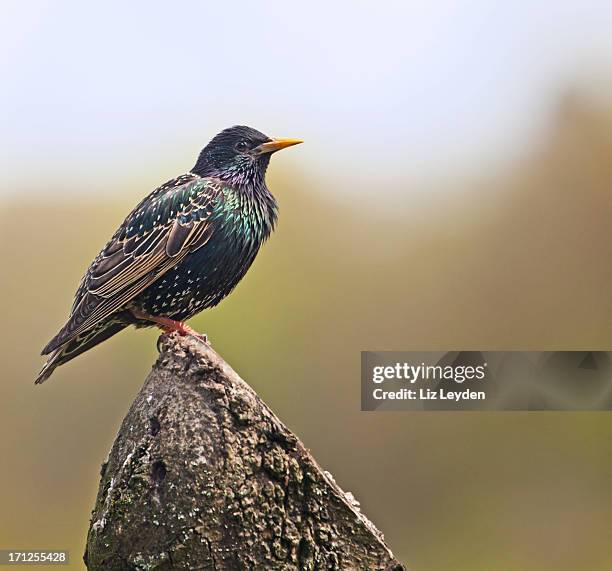 europäische star, sturnus vulgaris, die auf baumstumpf - starling stock-fotos und bilder