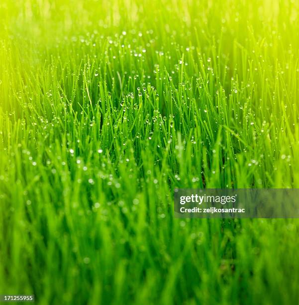 erba nel campo - blades of grass foto e immagini stock