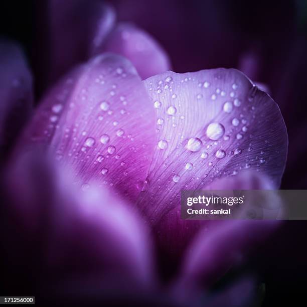macro shot of pink tulips with drops in its petals - dark floral stockfoto's en -beelden