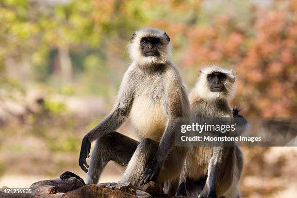 black faced langurs in bandhavgarh np, india - monkey god stock pictures, royalty-free photos & images