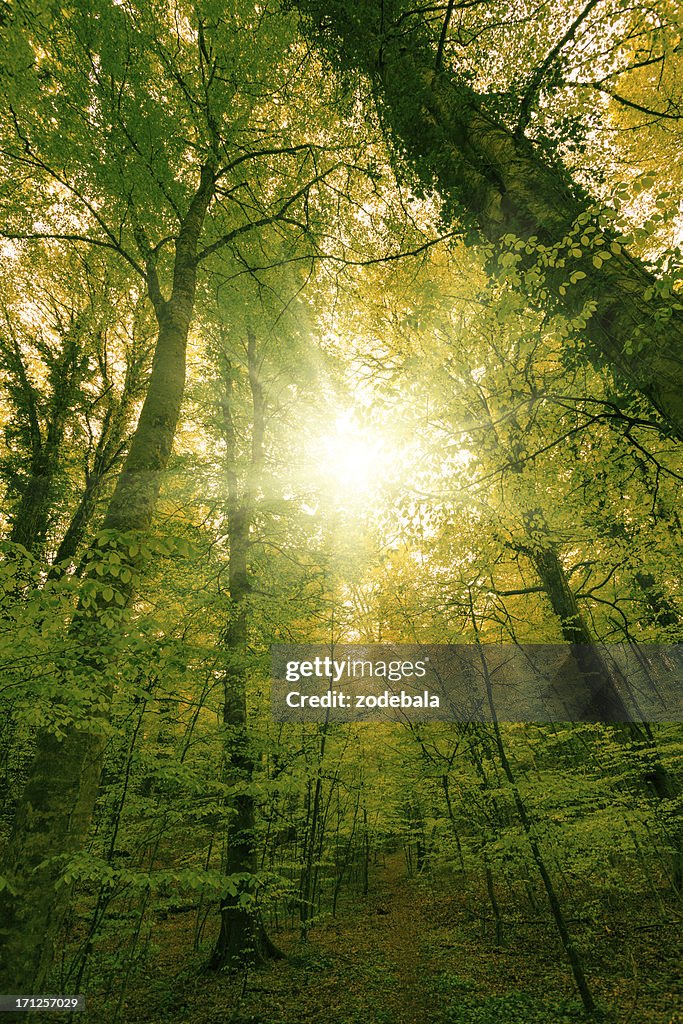 Green Lush Forest and Sun