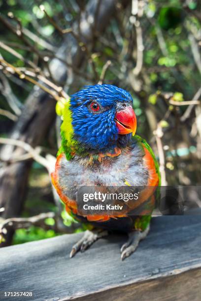 molting parrot - vervellen stockfoto's en -beelden