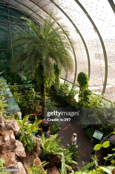 butterfly garden of singapore changi airport - changi airport stock pictures, royalty-free photos & images
