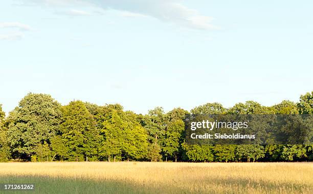 edge of a deciduous wood with summer meadow infrontof. - woodland border stock pictures, royalty-free photos & images