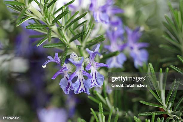 rosemary - rosemary fotografías e imágenes de stock