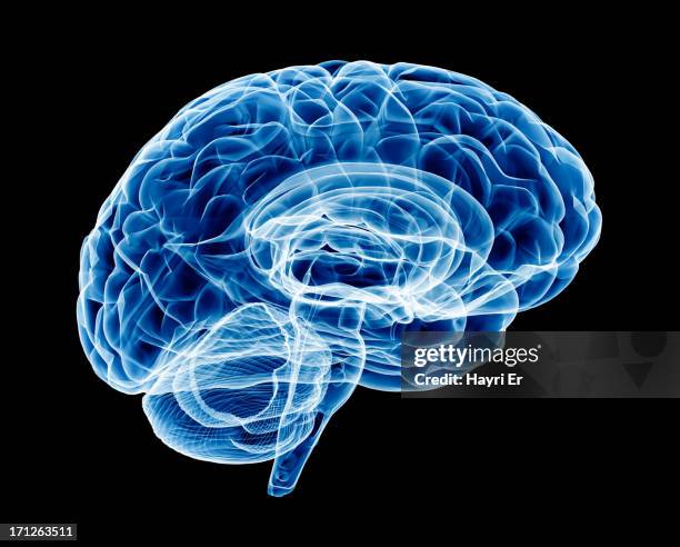 radiografía del cerebro (grandes) - iq test fotografías e imágenes de stock