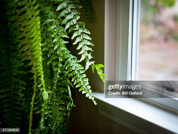 de la planta - helecho fotografías e imágenes de stock