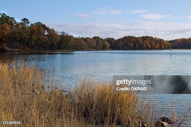 autumn estuary scene along the chesapeake bay with trees - chesapeake bay stock pictures, royalty-free photos & images