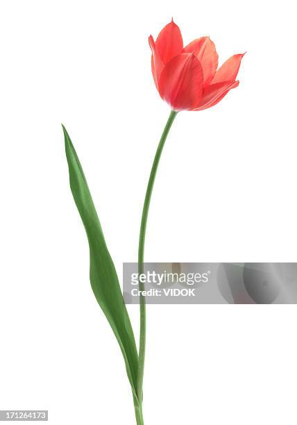 tulip - lily family stock pictures, royalty-free photos & images
