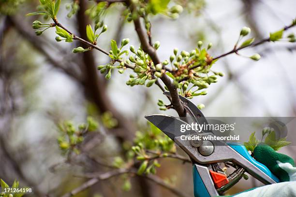 clippers pruning bushes - tree pruning stock pictures, royalty-free photos & images