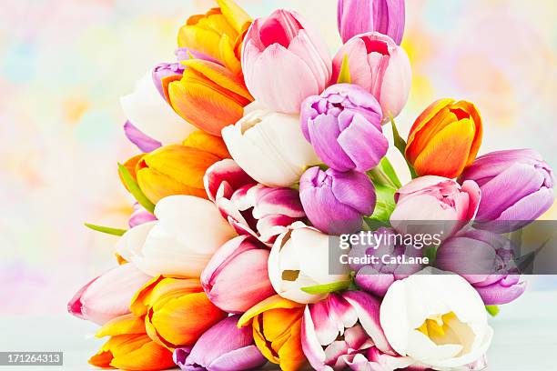 bouquet von schönen tulpen aus - tulips cat stock-fotos und bilder