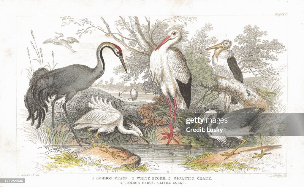 Cegonha, guindastes e Garça old litho impressão de 1852