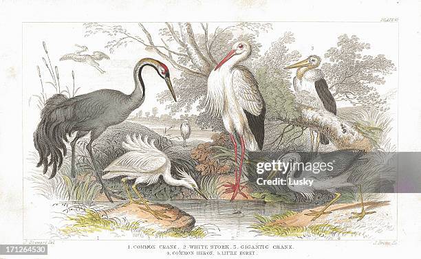 stork, cranes and heron old litho print from 1852 - little egret (egretta garzetta) stock illustrations