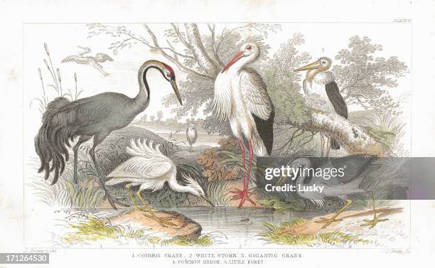 stork, cranes and heron old litho print from 1852 - little egret stock illustrations