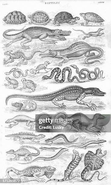 ilustrações de stock, clip art, desenhos animados e ícones de répteis old litho impressão de 1852 - cascavel