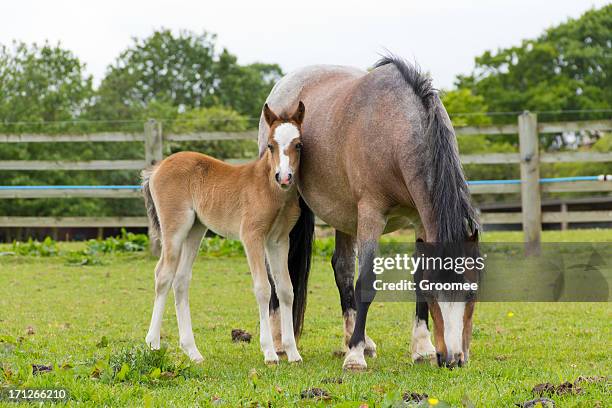 mothers love - foap stock pictures, royalty-free photos & images