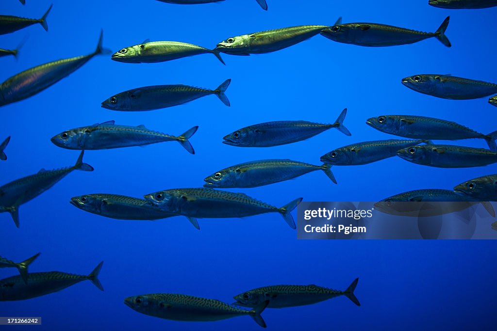 Vida no Mar e peixes debaixo de água