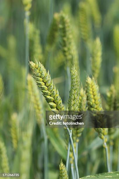 winter wheat - winter wheat harvest stockfoto's en -beelden