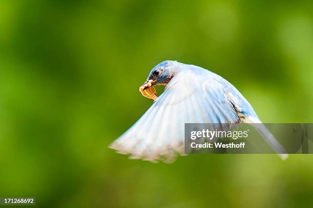 männliche eastern bluebird mit mealworms - eastern bluebird stock-fotos und bilder