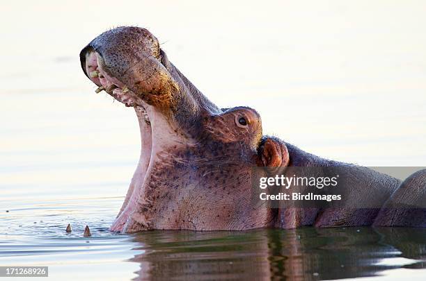 hippopotamus yawning - south africa - kruger national park stockfoto's en -beelden