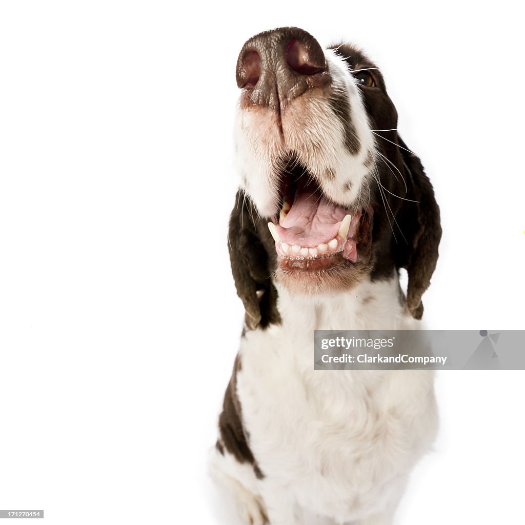 Spaniel Dog Against a White Background